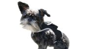 Waterproof Real-time Collar Mount Mini GPS GSM GPRS Tracker for Pets Size:XS